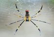 Are Banana Spider Dangerous