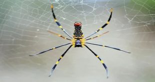 Are Banana Spider Dangerous