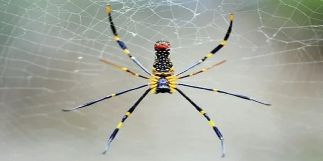 Are Banana Spider Dangerous