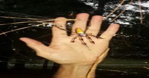 Are Banana Spider Dangerous