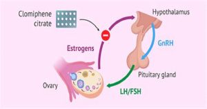 significance of clomid