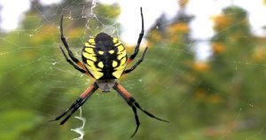 Are Banana Spider Dangerous