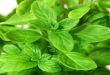 Marjoram benefits