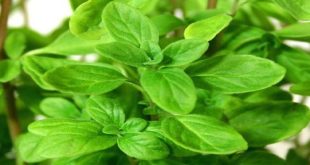 Marjoram benefits