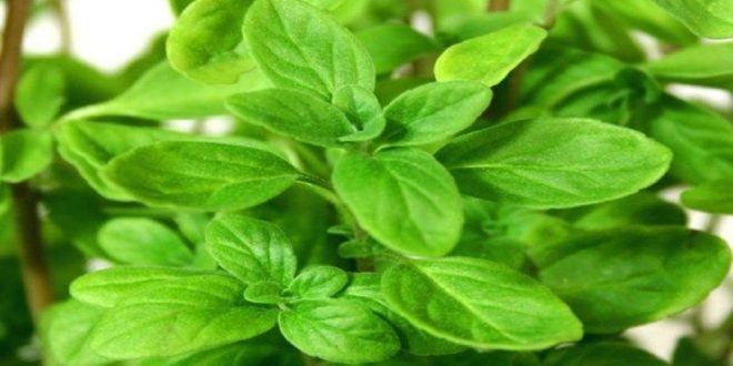 Marjoram benefits