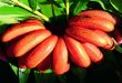 Red banana health benefits