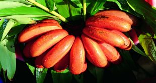 Red banana health benefits