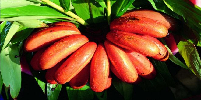 Red banana health benefits