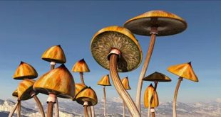 do shrooms shown up on test